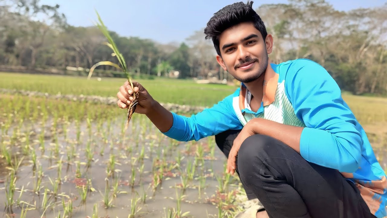 নতুন ধান চাষিদের জন্য ভিডিওর তথ্য গুলো খুব গুরুত্বপূর্ণ  🌾 || Village Funny Blog