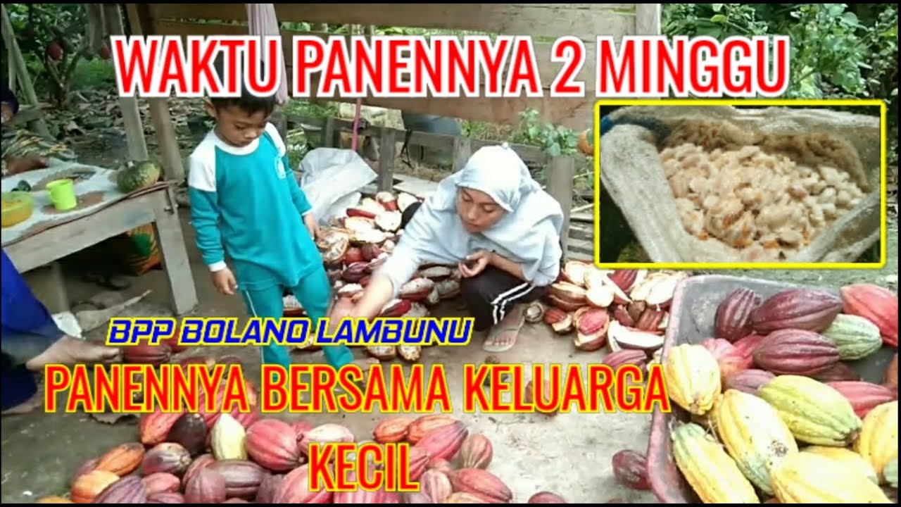 PANEN KAKAO KLON 45 SAMBUNG PUCUK UMUR 2 TAHUN 10 BULAN MINGGU KE1-2