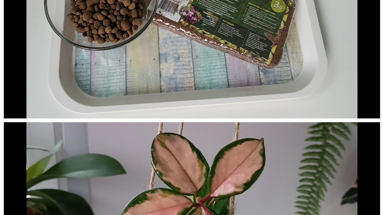 Пересадка Хойи Карноза Триколор/ Новые кашпо для Хой ✅ Hoya Carnosa Tricolor transplant/ Hoy pot