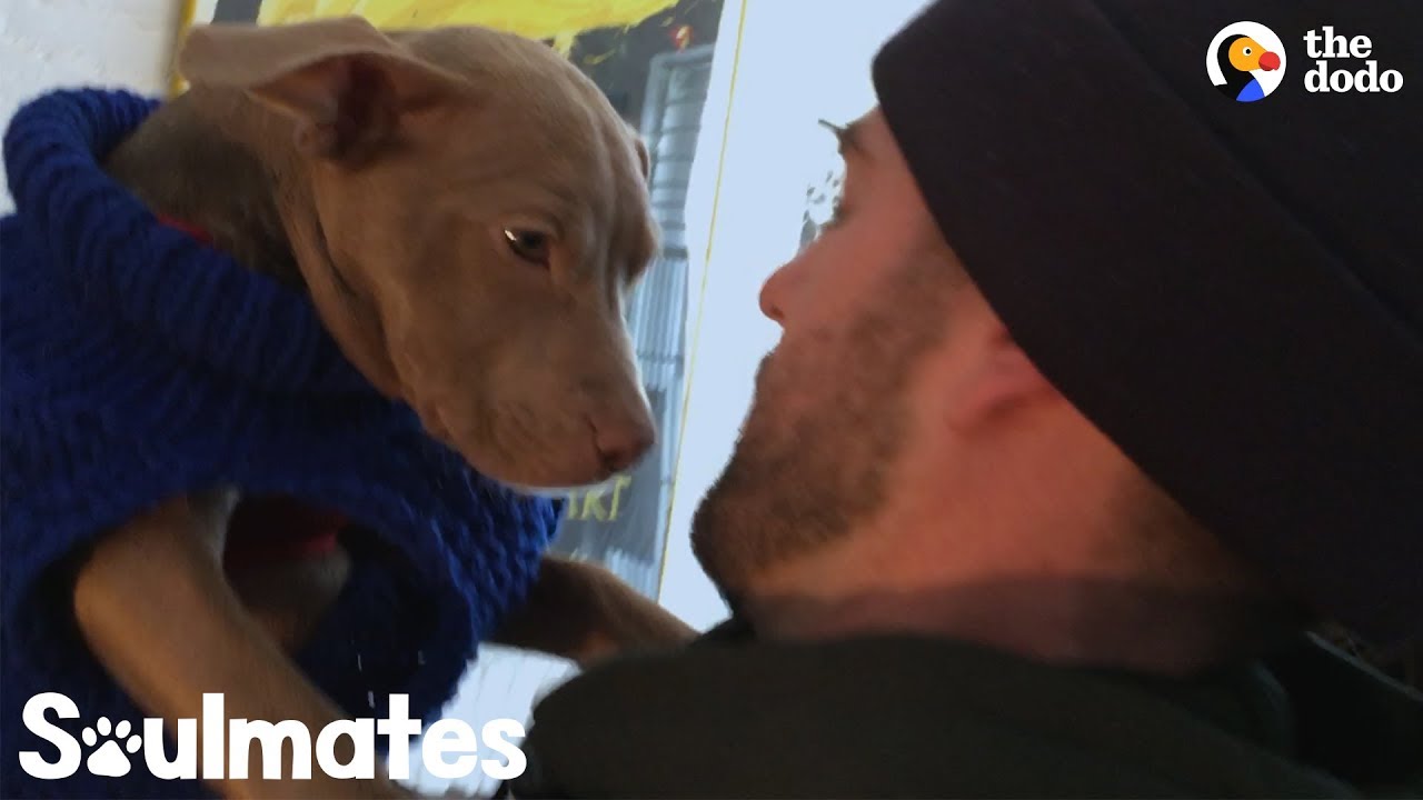 What Happens After You Rescue A Dog | The Dodo Soulmates