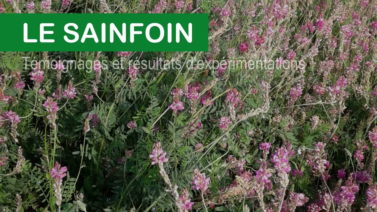 Synthèse des résultats de la plateforme d'essais sainfoin 2017_2021