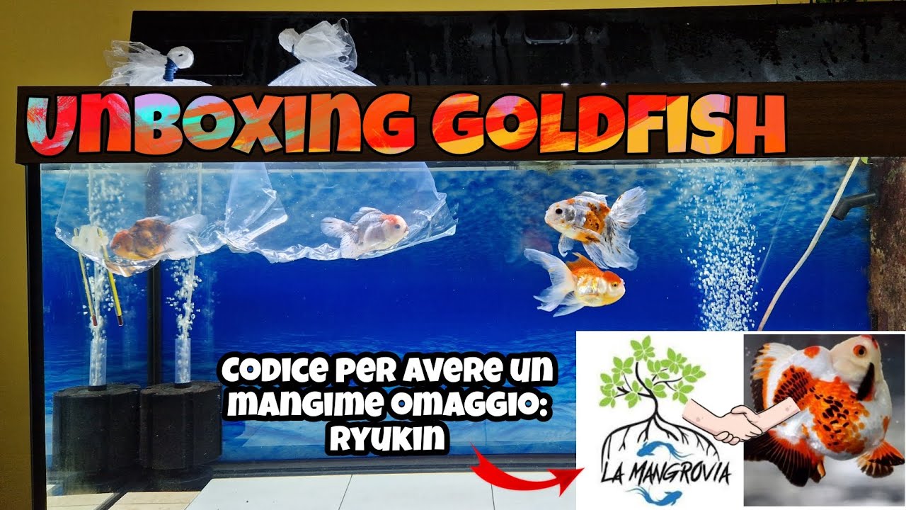 Покупка новой ОРАНДЫ от Mangrove 🐡🔥, РАСПАКОВКА ЗОЛОТОЙ РЫБКИ #aquarium#oranda #goldfish@Ryukin_YT ​