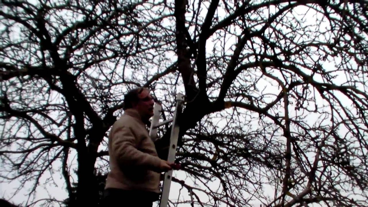 Schneiden im Garten 2011 - Apfelhochstamm 4v6