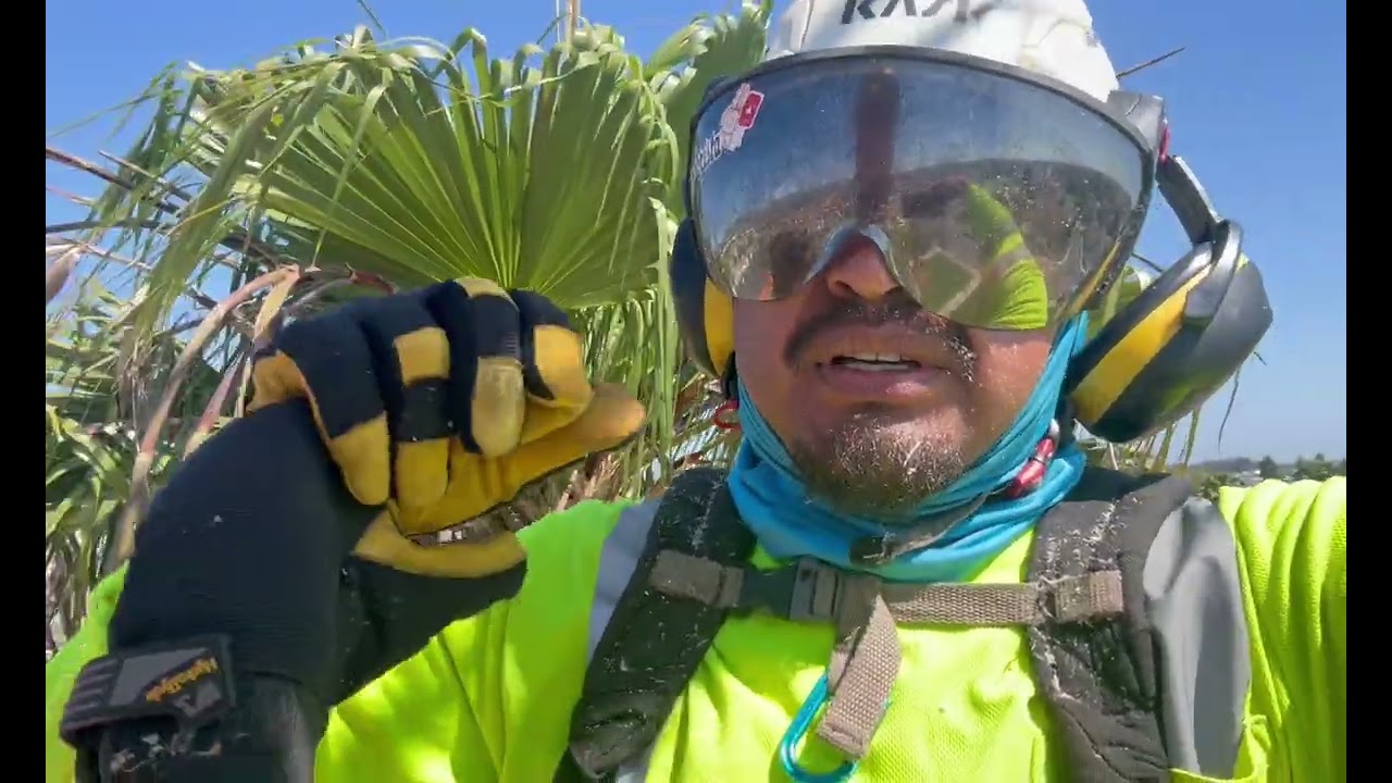 El gancho para pasar de una palma a otra