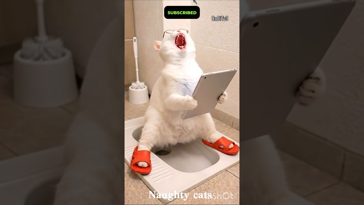 These Cats Broke the Internet 🤯🔥 #shorts