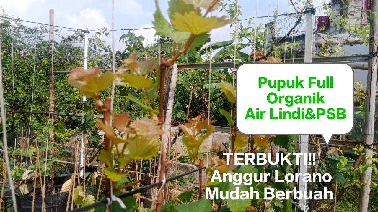 Cara Termudah Membuahkan Anggur‼️Part 2 || 14 HSP Anggur Lorano
