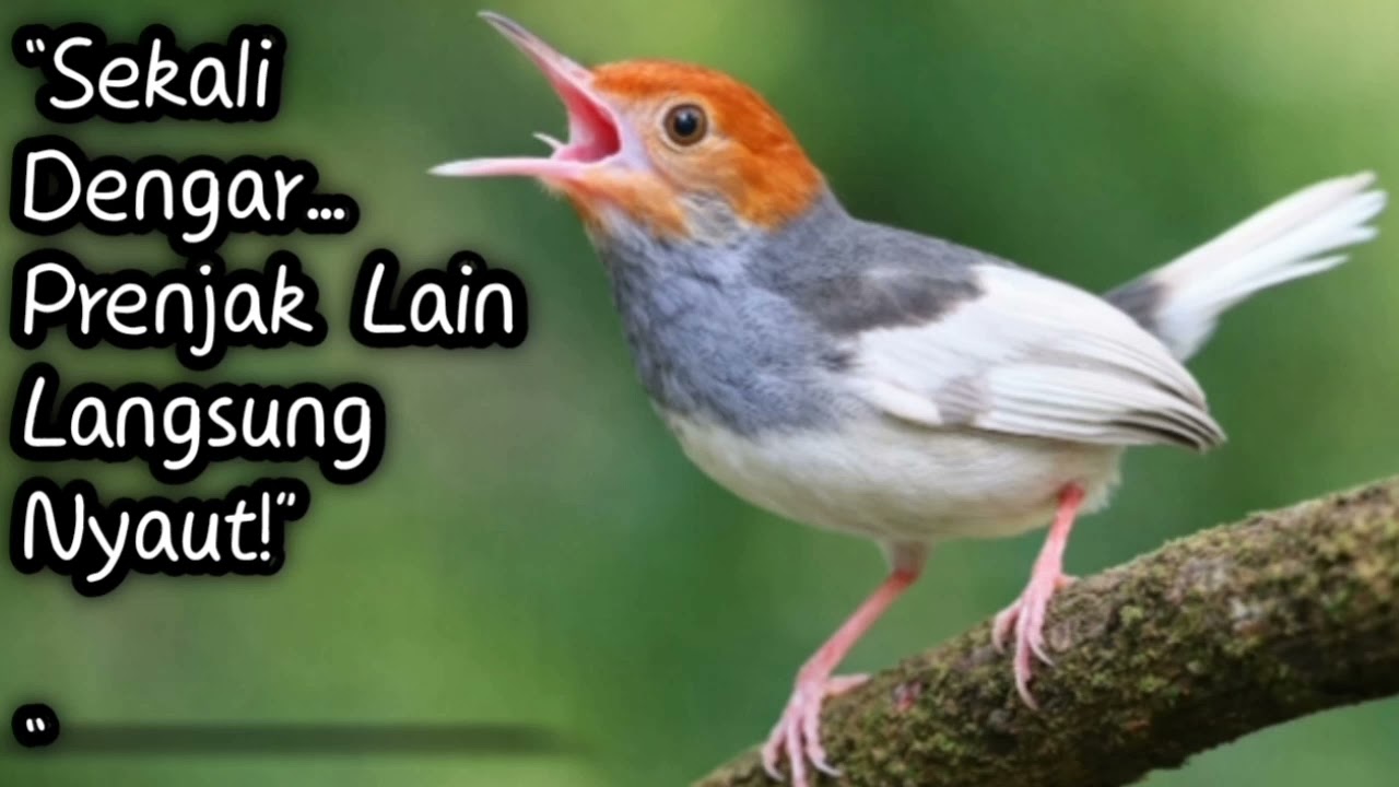 MASTERAN PRENJAK DAYO TERBARU #PART3