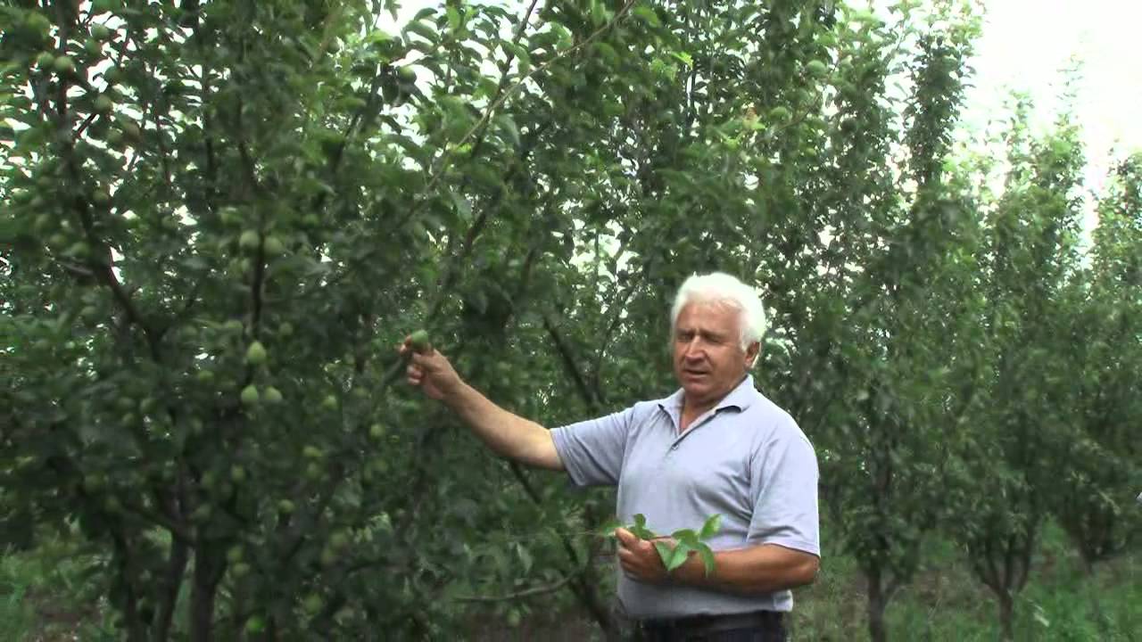 Livada de pere din satul Pirlita r. Ungheni partea a 2-a