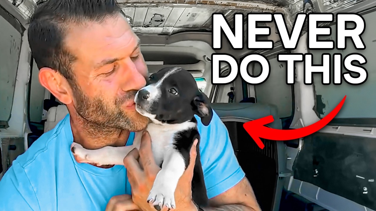 I Greet Dogs Very Differently Now