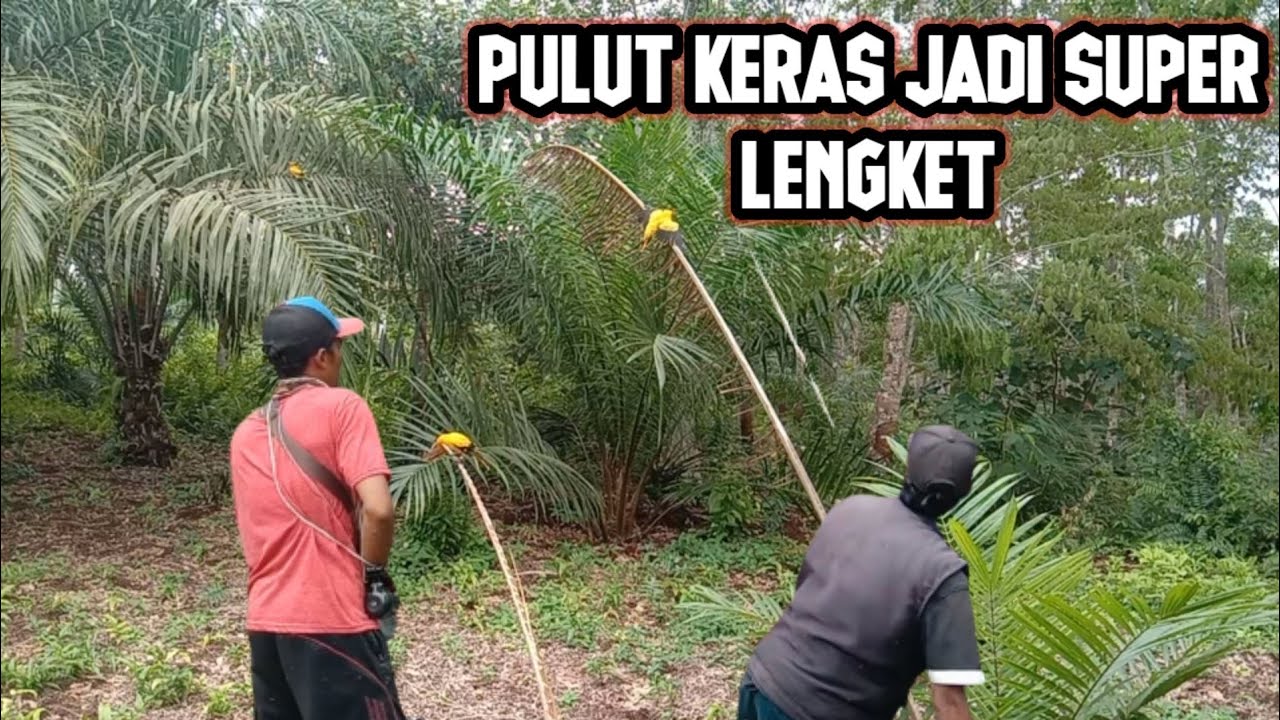 Cara pemasangan pulut tarik. kalau pulut terlalu keras. sampai burung kepodang tak bisa gerak.