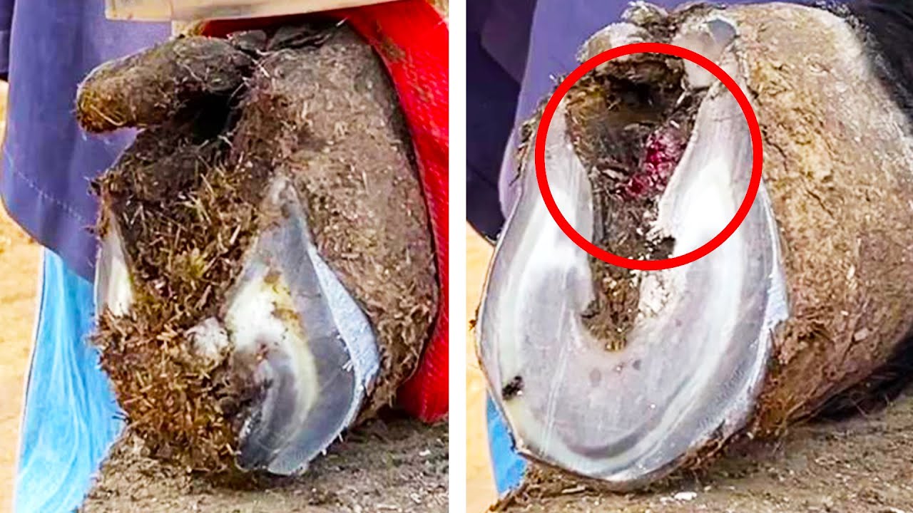 Hoof repair: Poor donkey limp, hoof and fork are rotten [Black Donkey Prince & ASMR hoof]