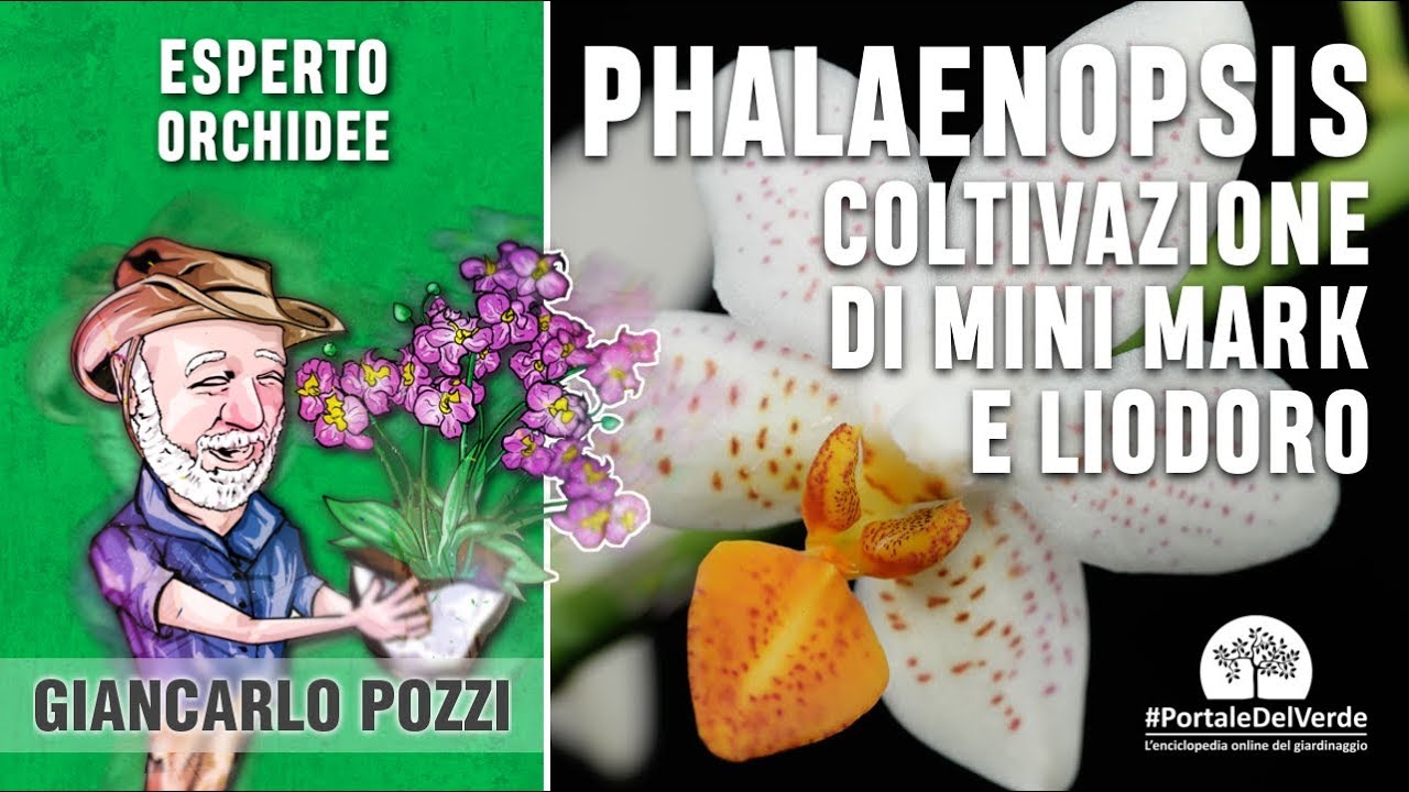 Orchidea Phalaenopsis: la mini mark e la liodoro