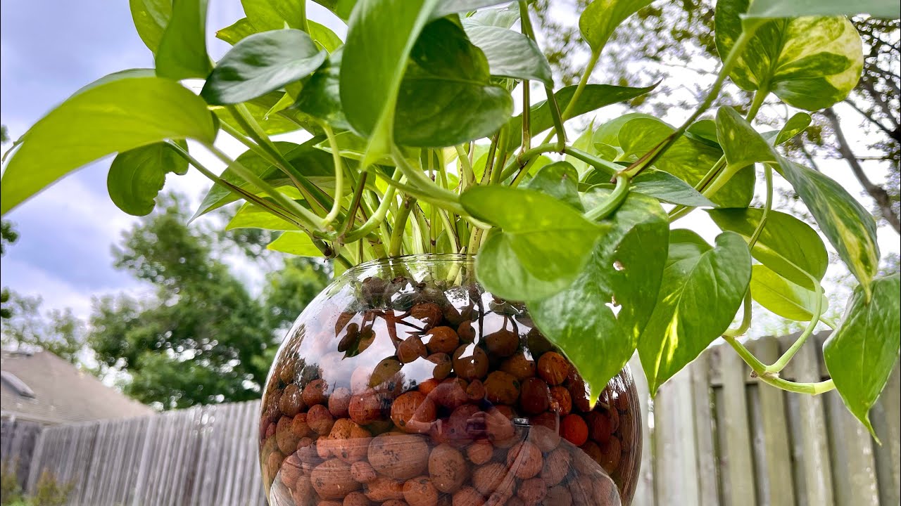 Plant Maintenance Day + TIPS: leca, hydroponics, repotting & MORE!