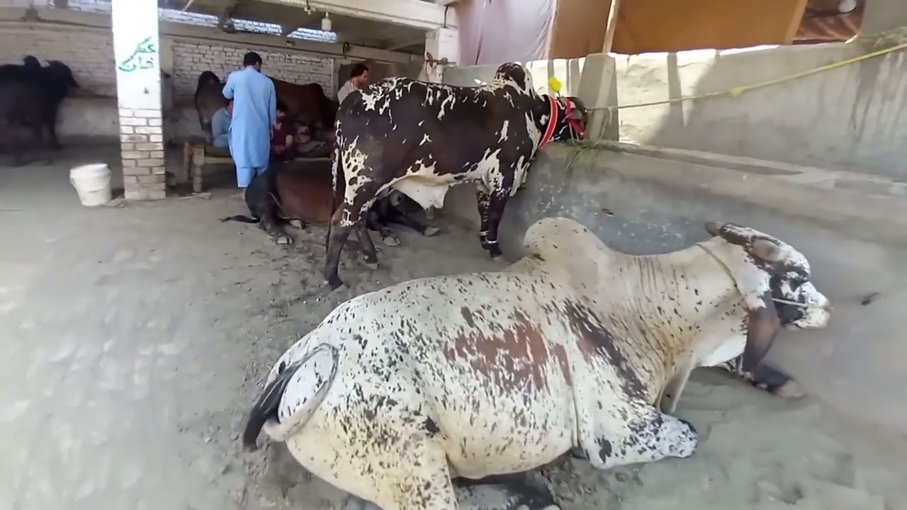 Eid Cattle Market TOUR 2025: Healthy Cows, Goats & Buffaloes in Ring Road Peshawar!
