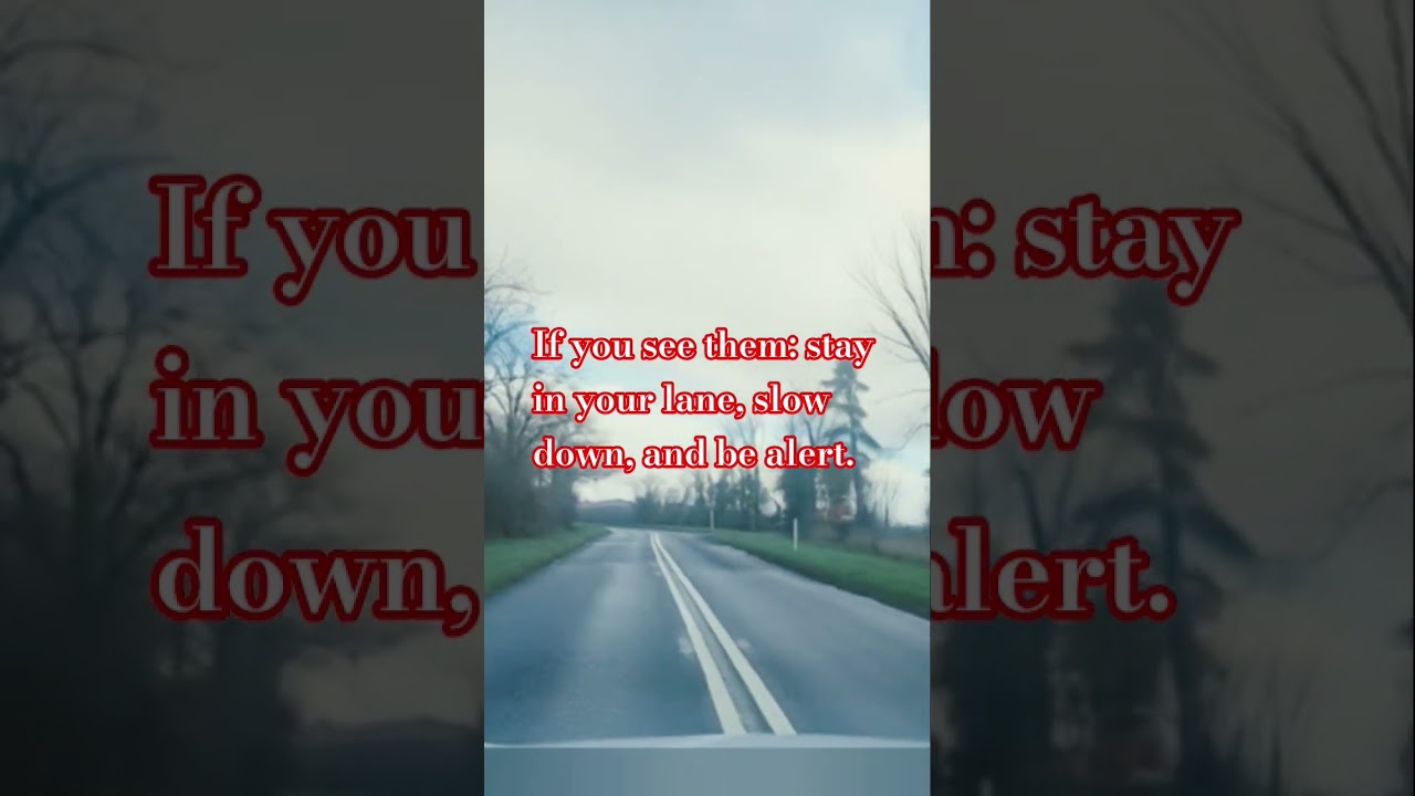 Double Solid White Lines – Road Safety Explained