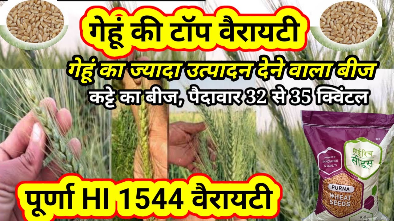 पूर्णा HI 1544 गेहूं की जानकारी। गेहूं की ज्यादा उत्पादन देने वाली वैरायटी #1544 #HI1544