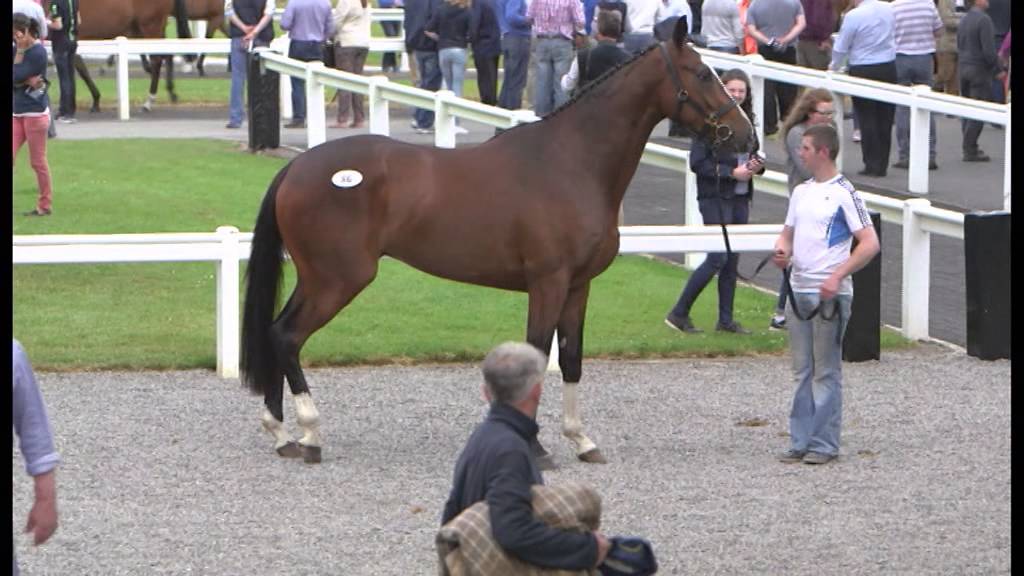 Tattersalls Derby Sales 2015