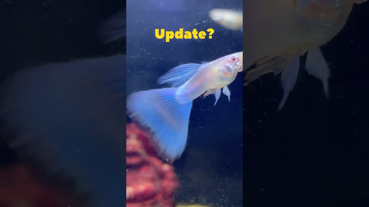 Will this Survive😱‼️? Topaz Blue Guppy Update✅