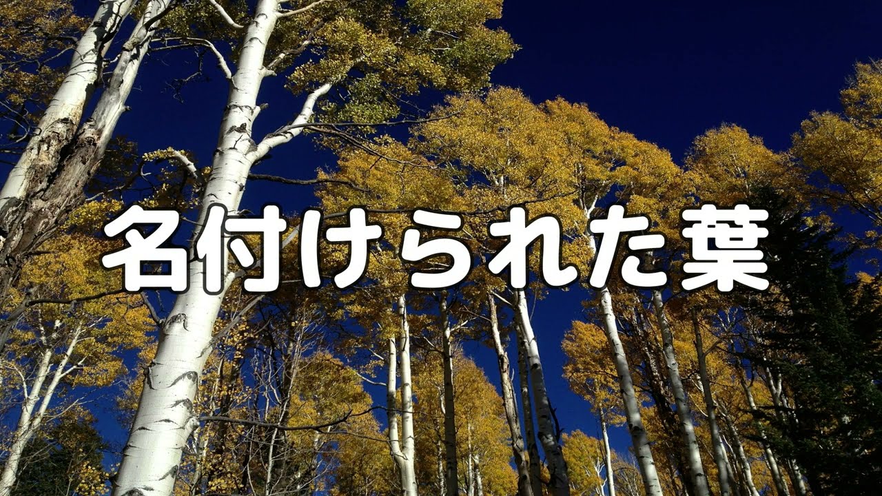 【合唱曲】名づけられた葉　加賀清孝作曲 / 歌詞付き【111/200】