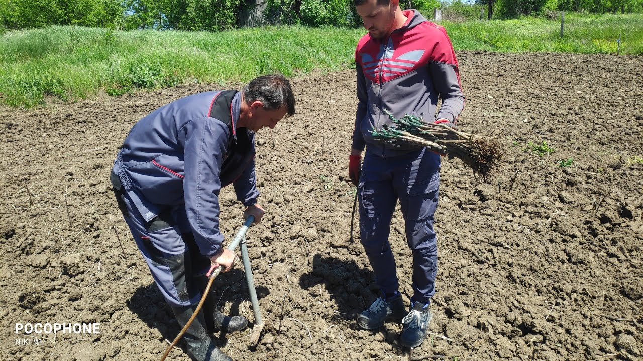 Sadnja Vinograda sa hidro-sadilicom planting a new vineyard