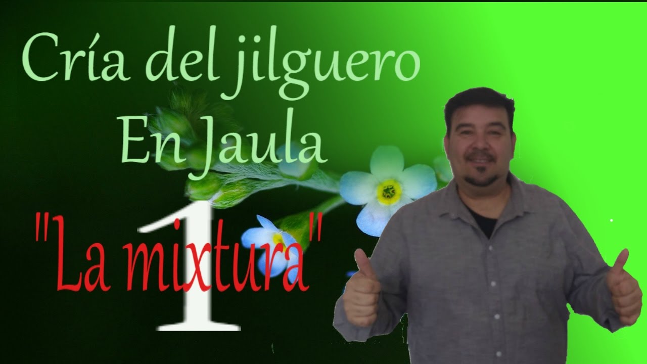La cría del jilguero en cautividad 