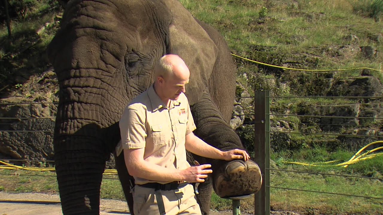 Day in the Life of an Elephant Keeper @ West Midland Safari Park
