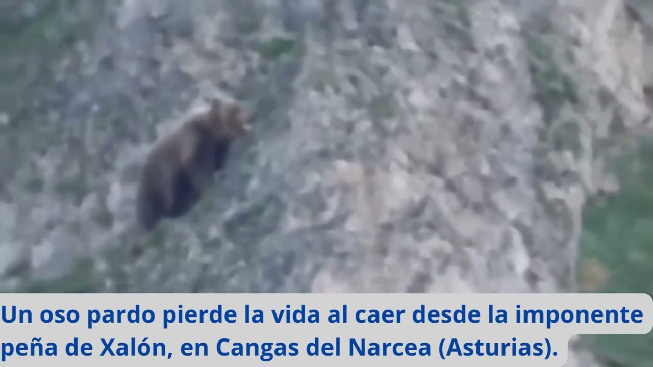 Un oso pardo pierde la vida al caer desde la imponente peña de Jalón, en Cangas del Narcea, Asturias