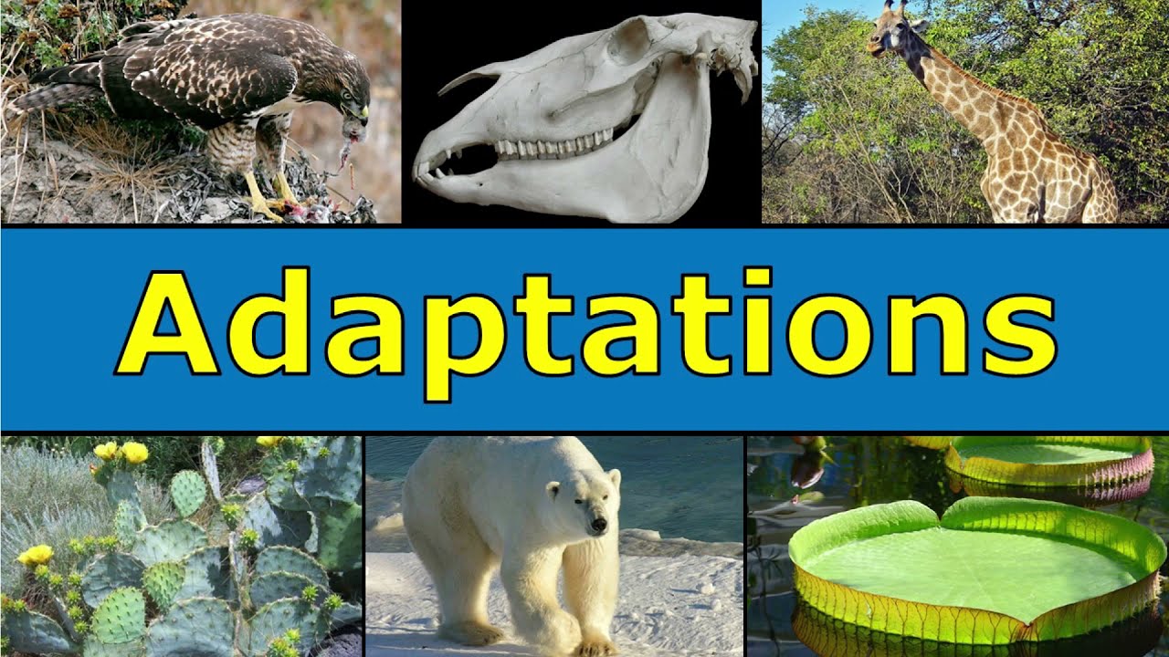 Adaptations