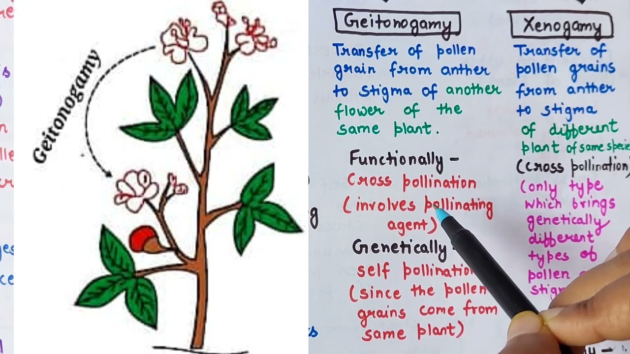 pollination | types of pollination | self pollination and cross pollination | autogamy ,  xenogamy