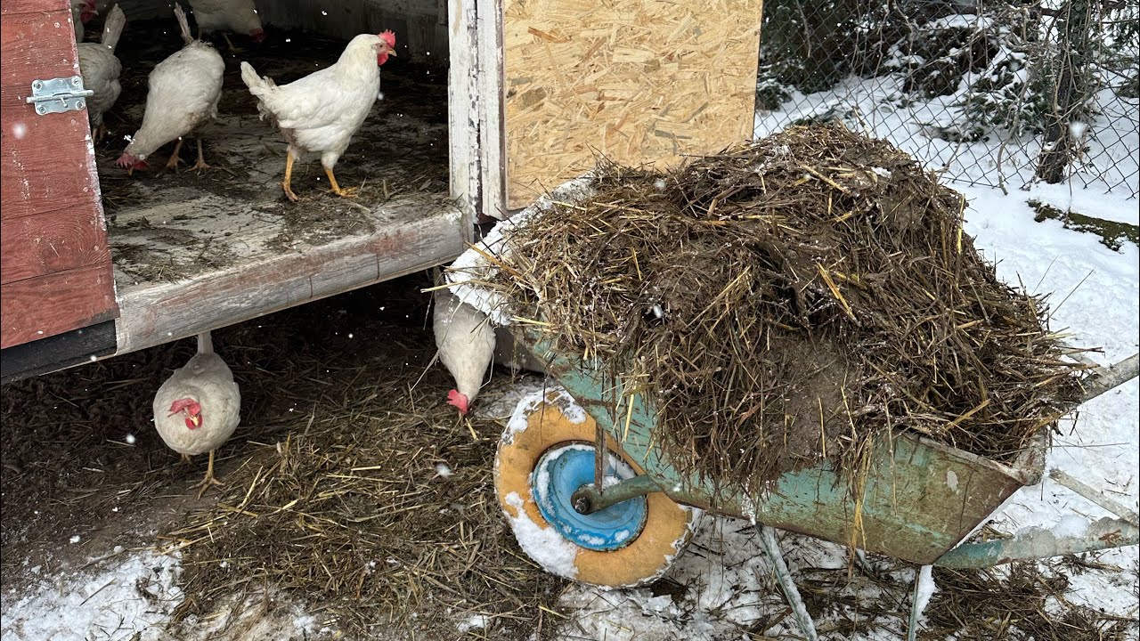 Kurzy obornik 💩naturalny nawóz do ogrodu 👨‍🌾🪴 czym nawozić ogród ? Kompostownik 🚜🍓🥕🍅🥒