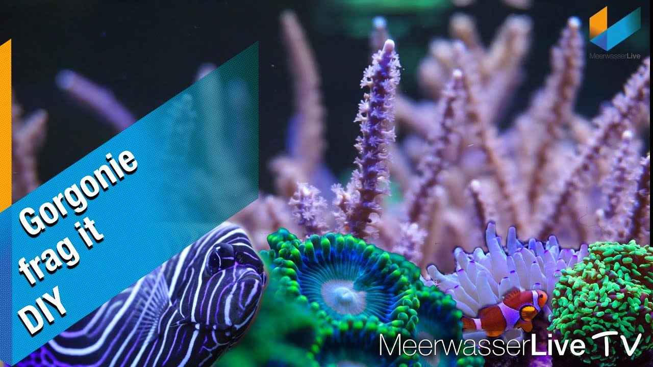 Korallen fragmentieren: Die Gorgonie | Tutorial | Meerwasser Live TV