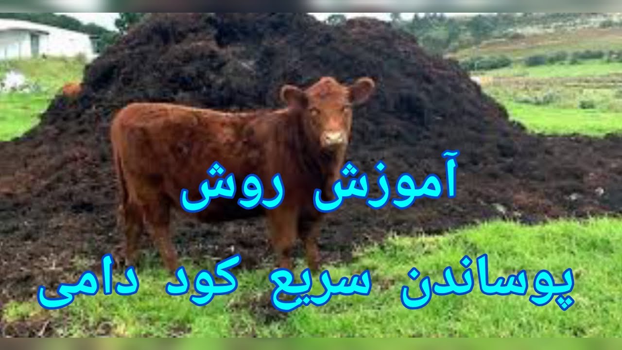 آموزش چند روش پوساندن کود دامی که کشاورز باید حتماً بداند!!