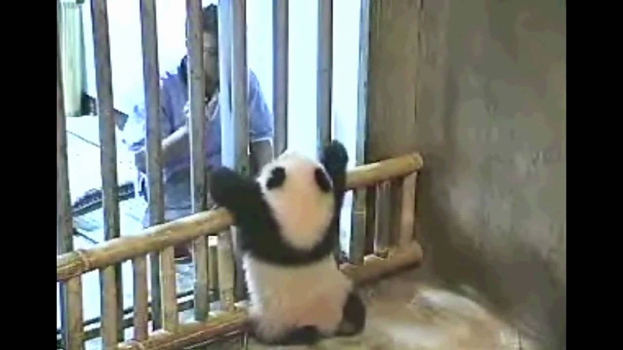 Lin Ping's first year, Happy Birthday!