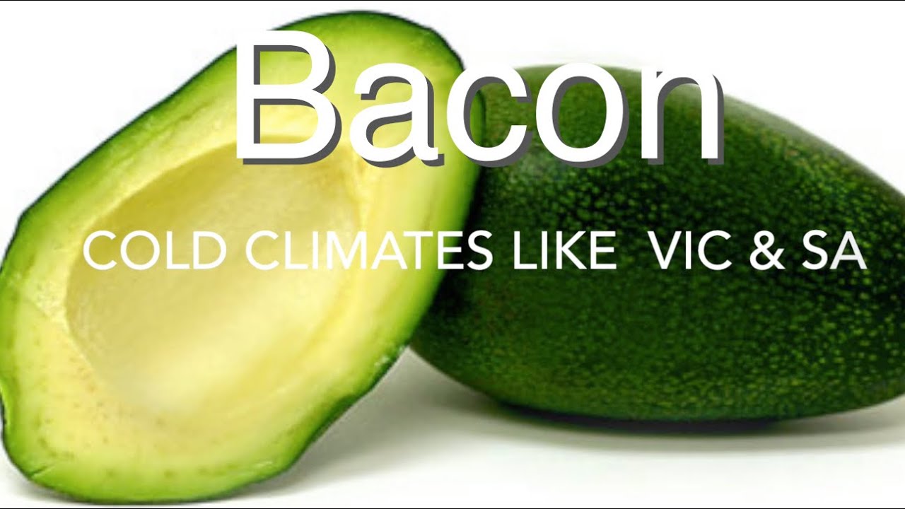Bacon Avocado - Frost to -5 degrees