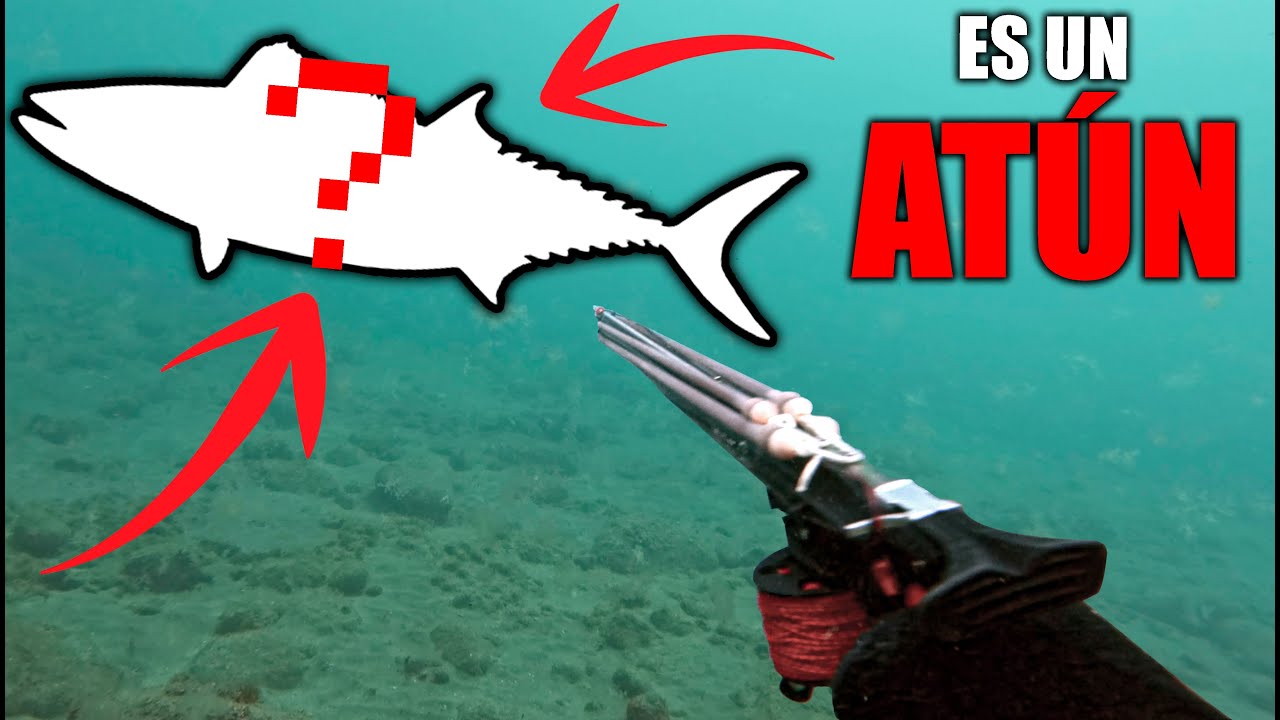 ¡ME ENCUENTRO UN ATÚN HACIENDO PESCA SUBMARINA!