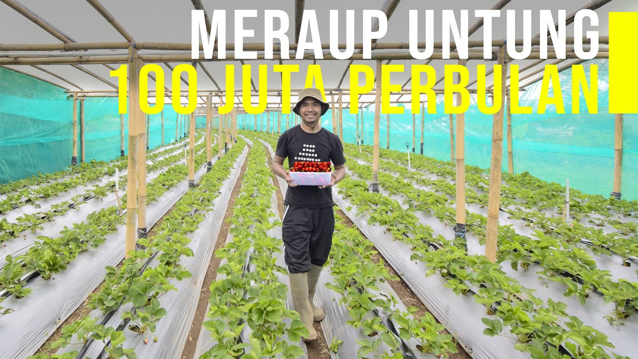 Tanam Stroberi Organik, Petani Milenial Raup Omzet Ratusan Juta