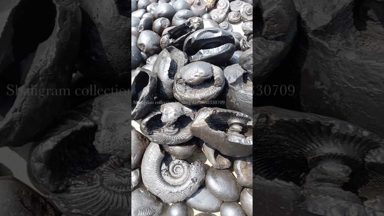 Gandaki river shaligram - types of shaligram -  shaligram stone  💐💐#shorts #short #shortsfeed