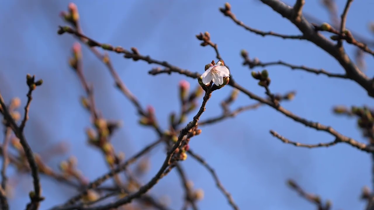 「3月19日の佐保川」星の数ほどある蕾の中に、たったひとつ、咲いている桜の花を見つけました。