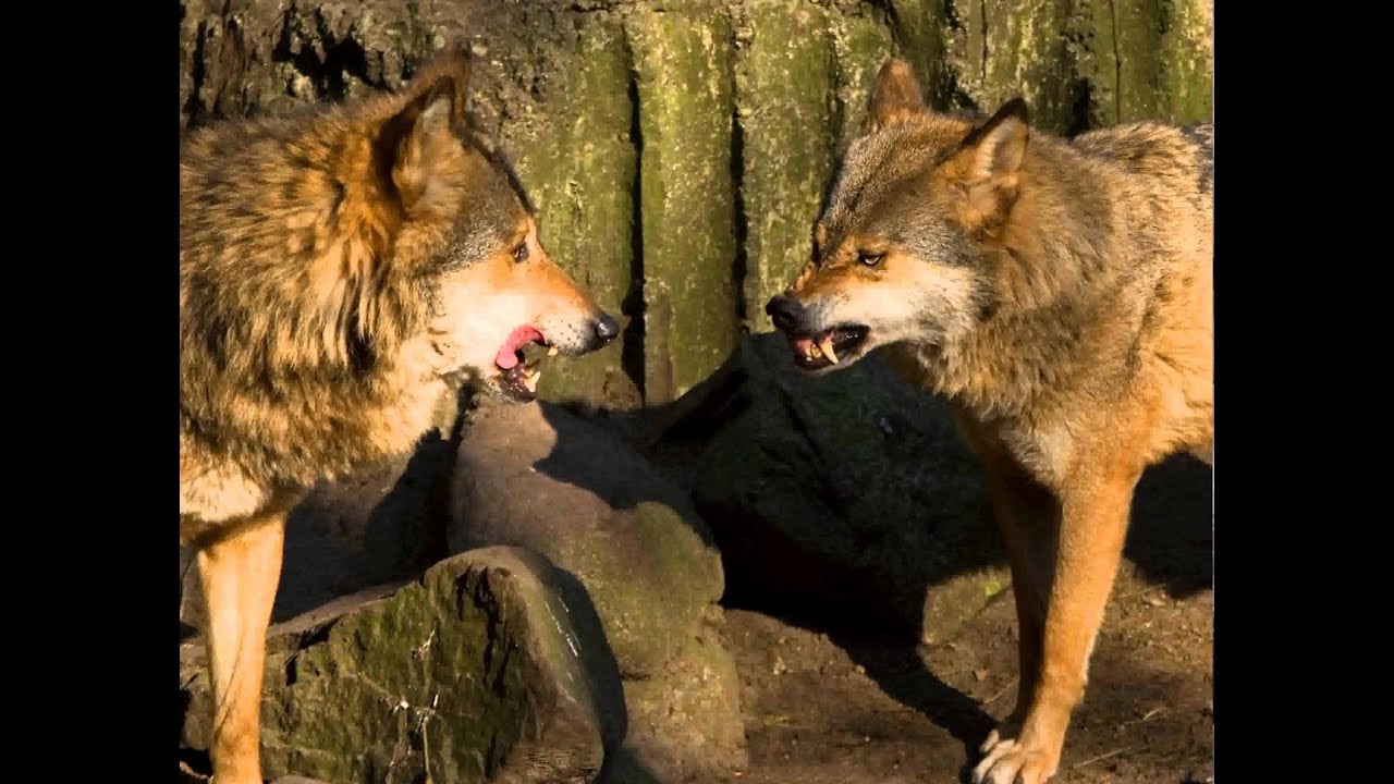 Snarling of wolves/ Knurren der W&ouml;lfe/ Warczenie wilk&oacute;wSOUND EFFECTS