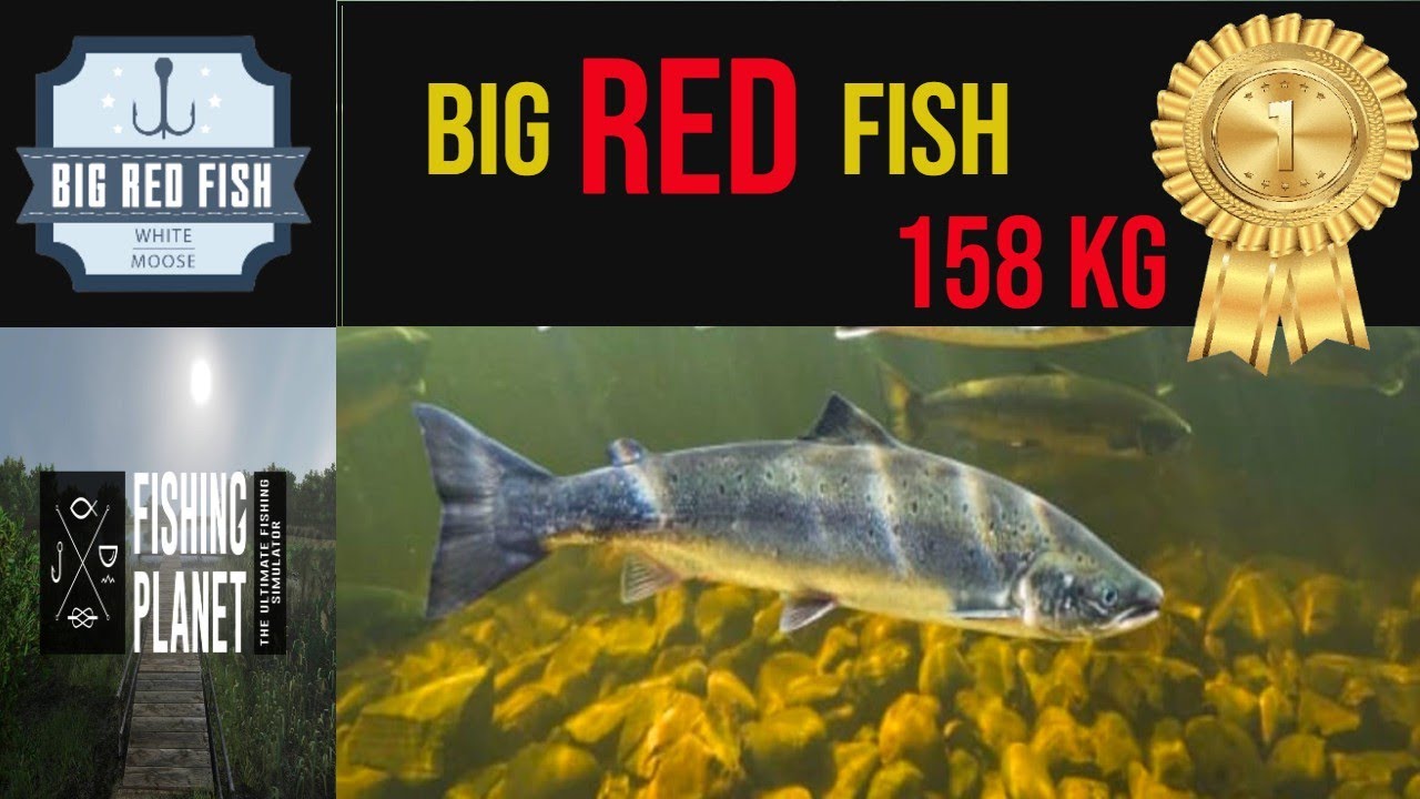 Big Red Fish 1 st Place fishing planet competition