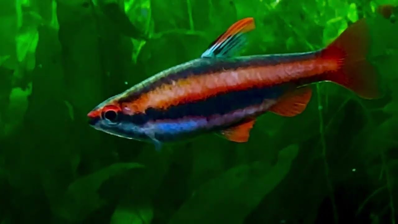 Feeding Nannostomus Mortenthaleri - Coral Red Pencilfish