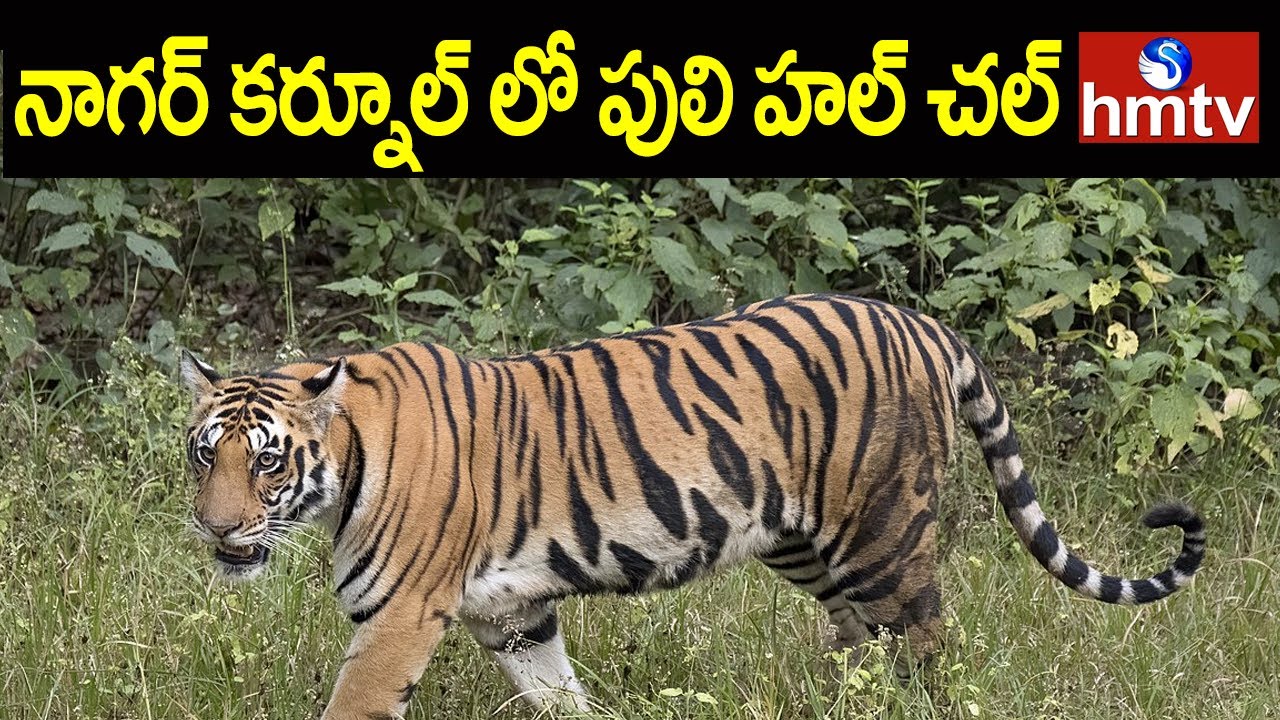 Tiger Spotted at Nagar Kurnool District | hmtv News