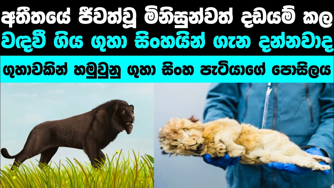 පෘථිවියෙන් වඳවුනු ගුහා සිංහයින් | Amazing story of Cave lion