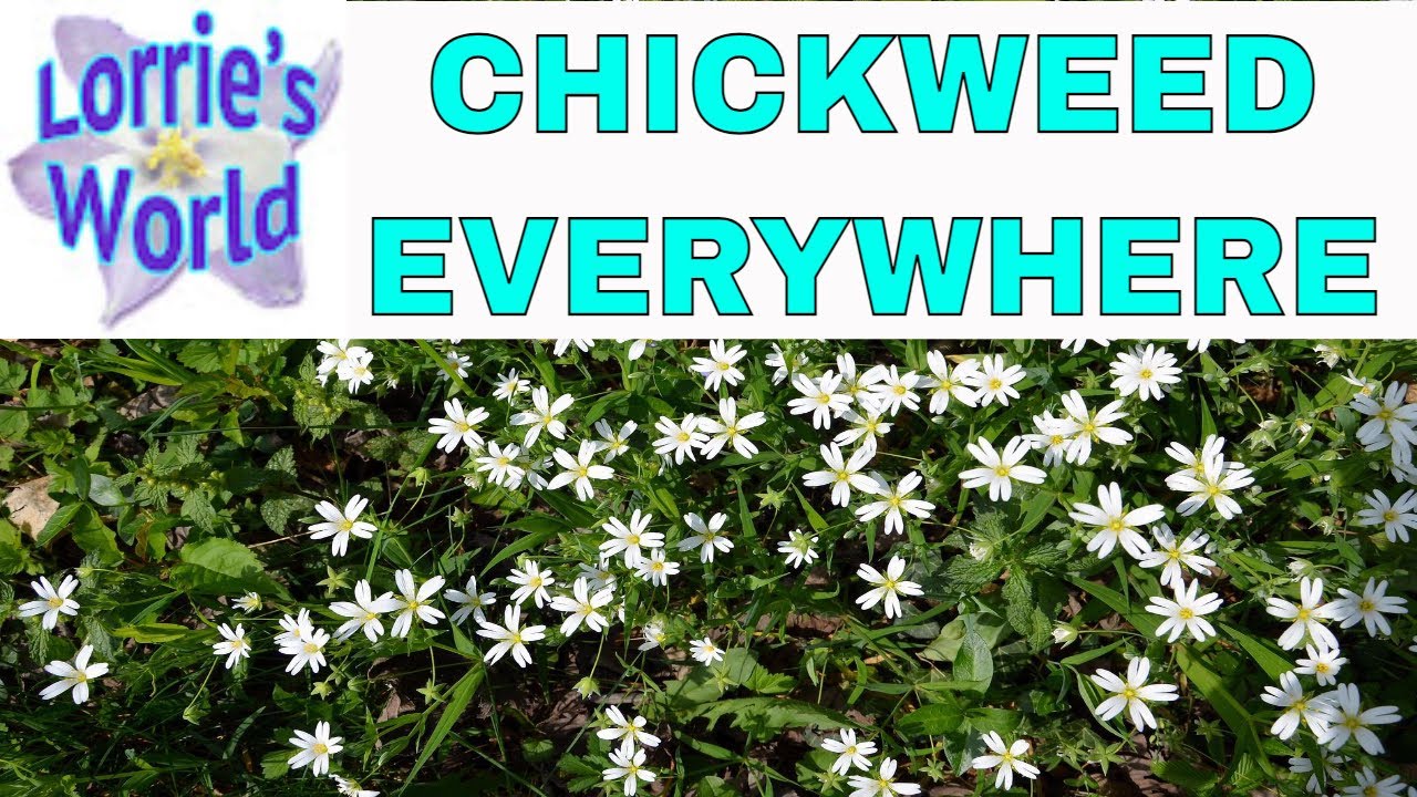 Planters full of Chickweed! How to Use Chickweed. Some Weeds are good!
