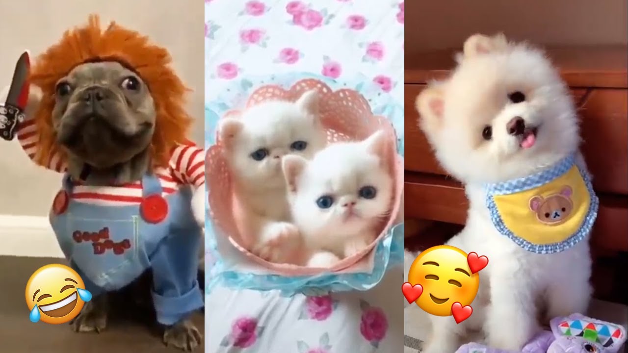 Try Not To Laugh Watching Funny Animals Compilation | January 2021 #2 | Daily Trend