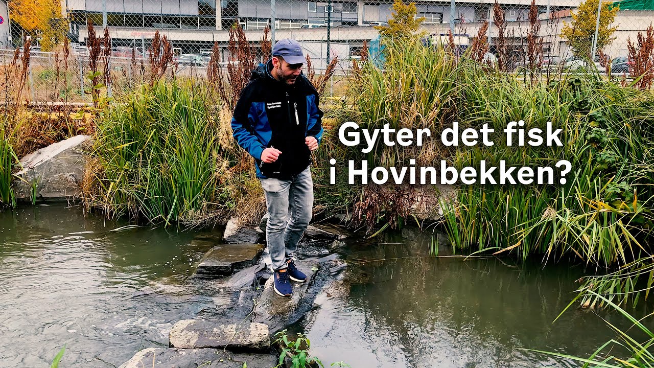 Gyter det fisk i Hovinbekken?