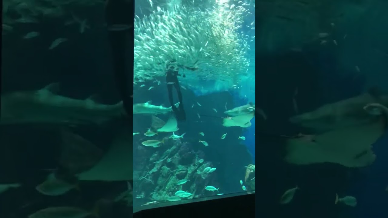 Marine World (Part 2) - Uminonakamichi, Fukuoka Japan #marineworld #watershow #seacreatures #japan