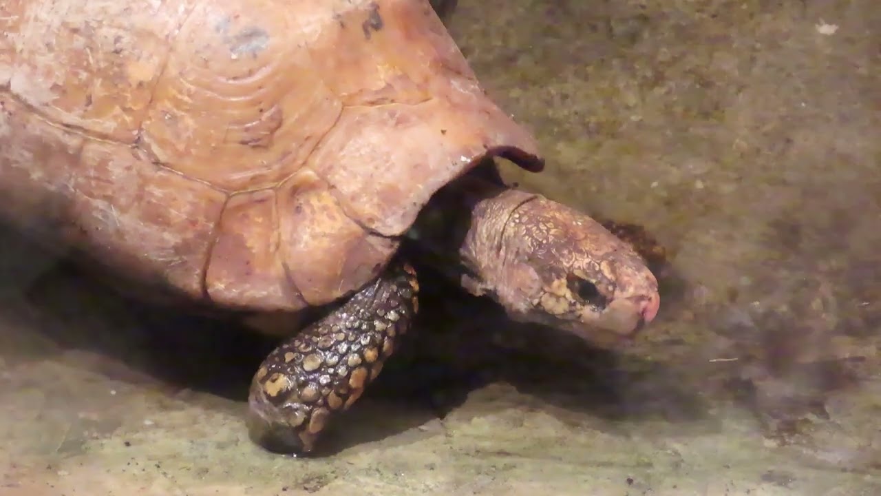 Geelkoplandschildpad aan de wandel. De soort is ernstig bedreigd.