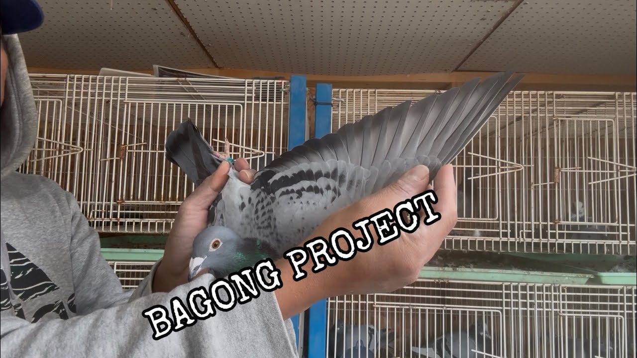 Bagong Project na Susubukan - Capistrano Loft