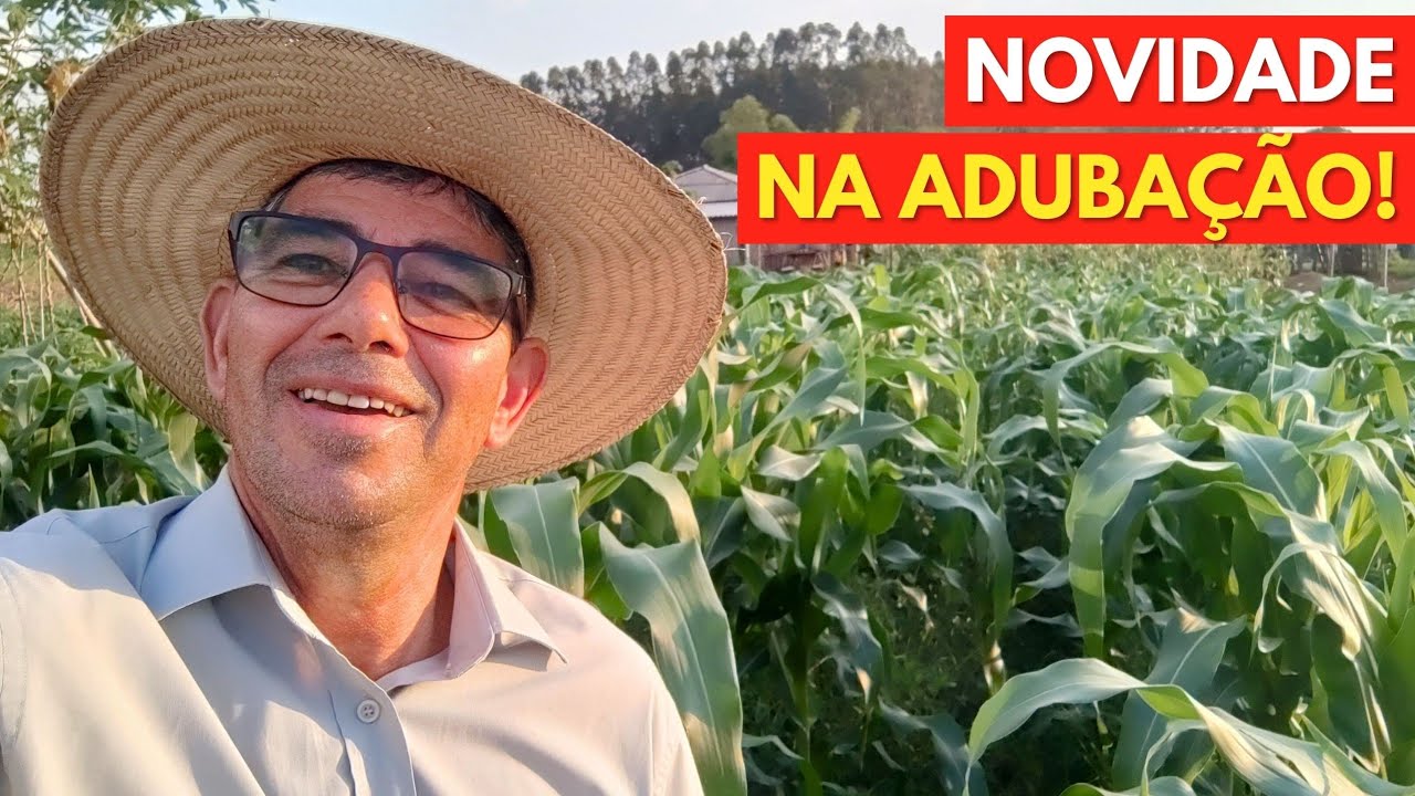 Como eu FAÇO a ABUBAÇÃO do MILHO com Ureia, para Colher Espigas Suculentas?!